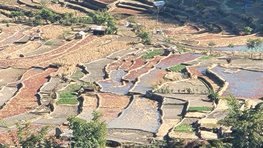 A large section of paddy field located somewhere in Nagaland. (Morung File Photo)